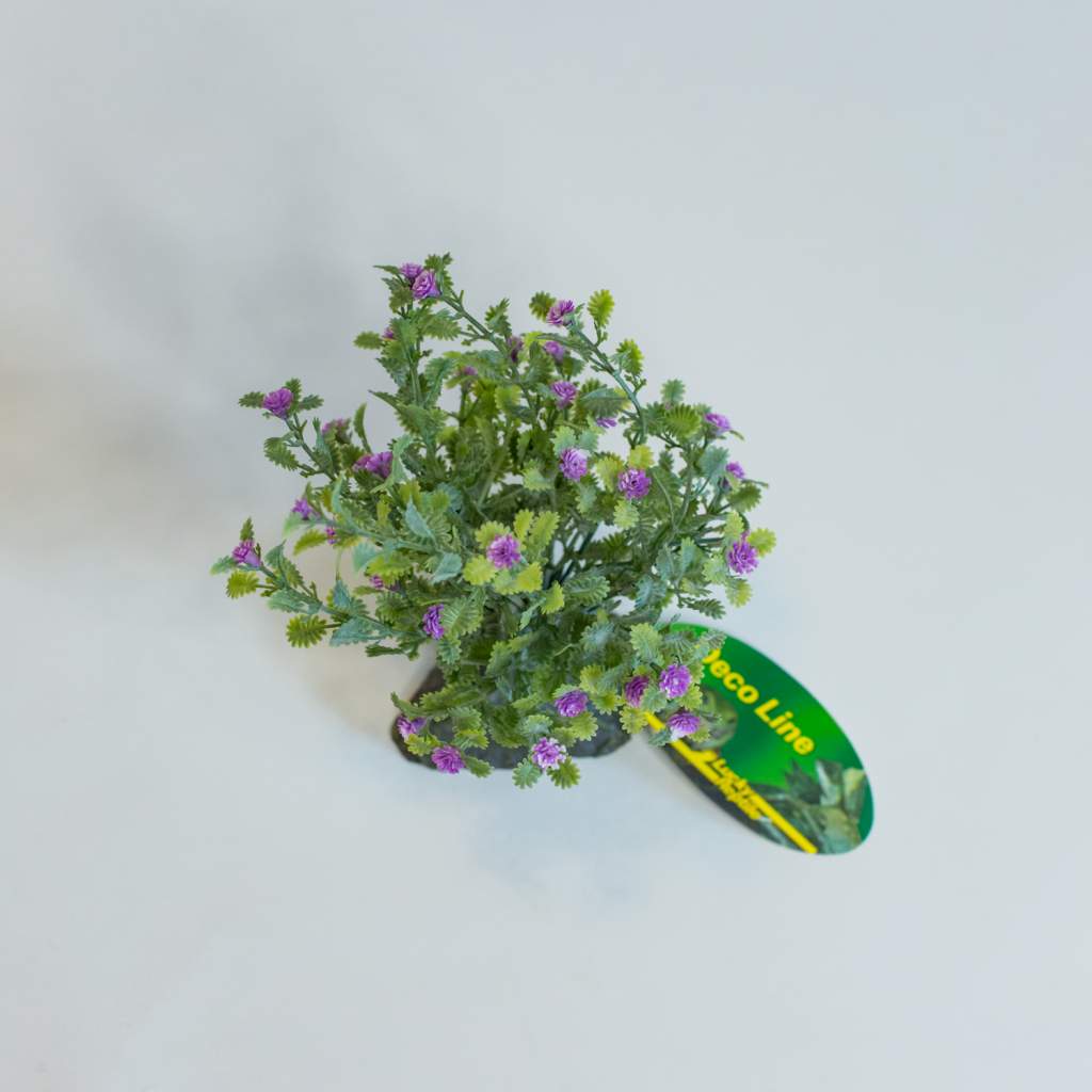 Lucky Reptile Trockenbusch